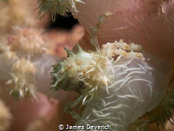 Found shallow around 5meters deep. by James Deverich 